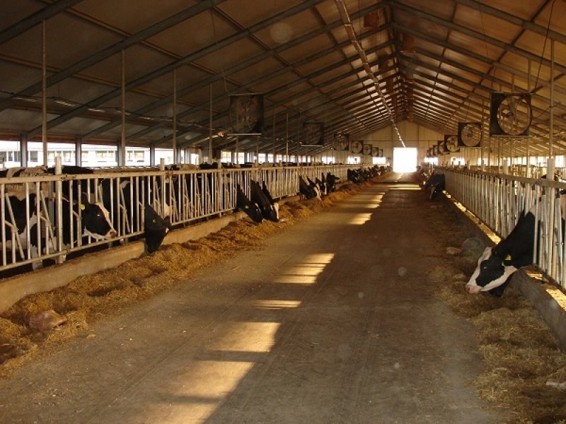 Uzbekistan, DFP 500 cows