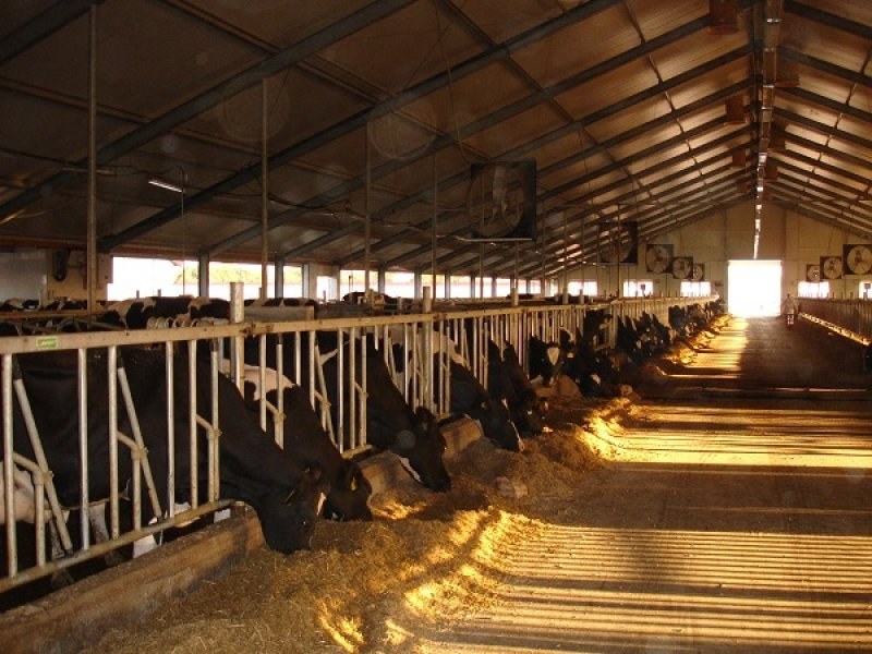 Uzbekistan, DFP 500 cows