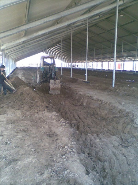 Uzbekistan, DFP 500 cows