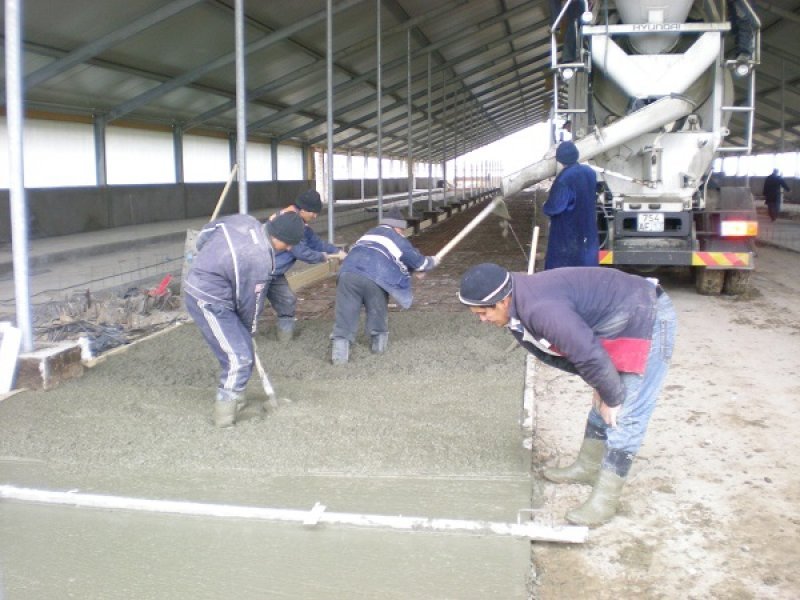 Uzbekistan, DFP 500 cows