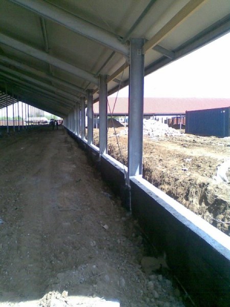 Uzbekistan, DFP 500 cows