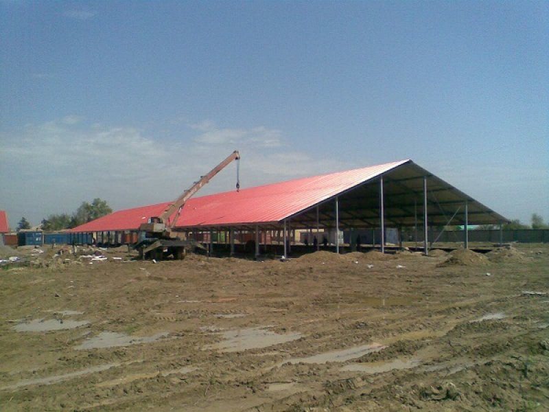 Uzbekistan, DFP 500 cows