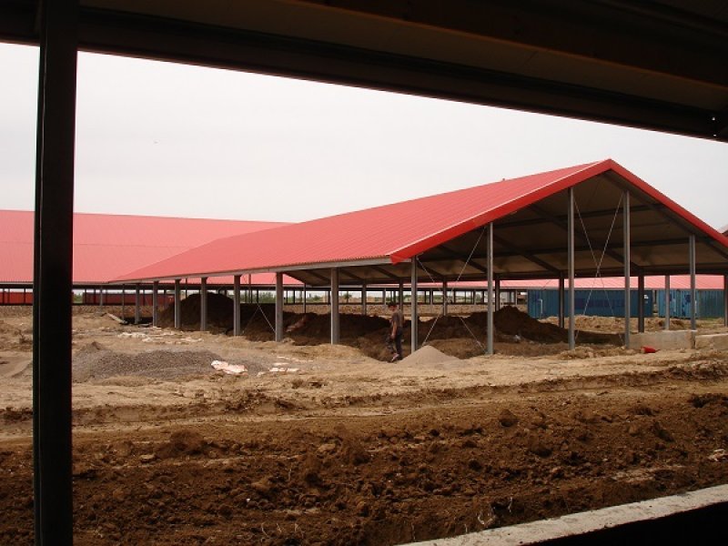 Uzbekistan, DFP 500 cows