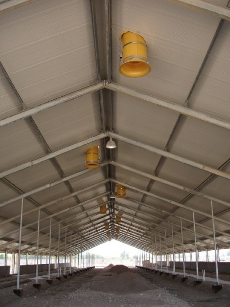 Uzbekistan, DFP 500 cows