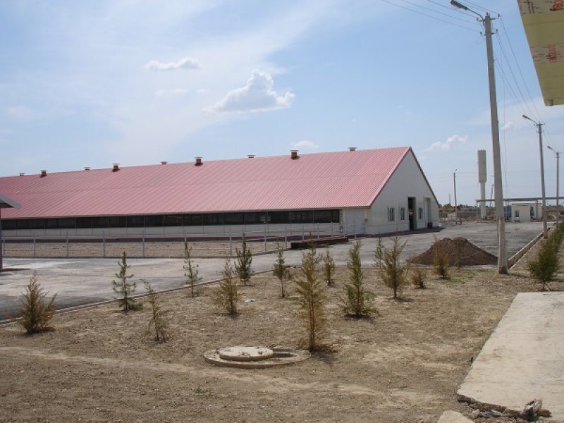 Uzbekistan, DFP 500 cows