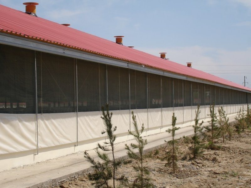 Uzbekistan, DFP 500 cows