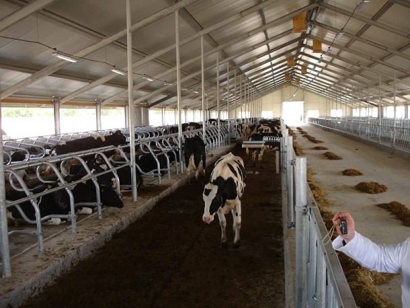 Uzbekistan, DFP 500 cows