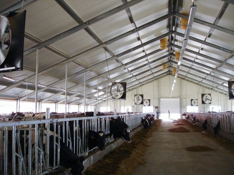 Uzbekistan, DFP 500 cows