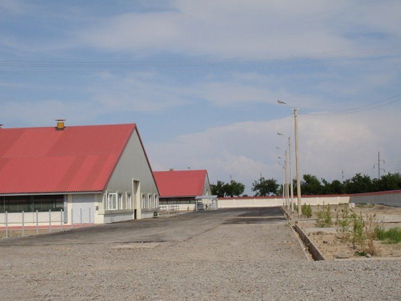 Uzbekistan, DFP 500 cows