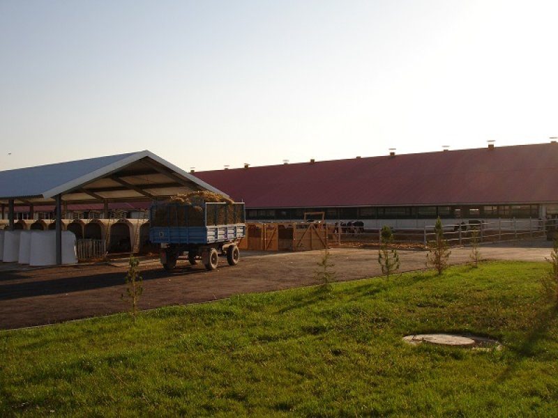 Uzbekistan, DFP 500 cows