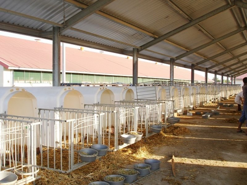 Uzbekistan, DFP 500 cows