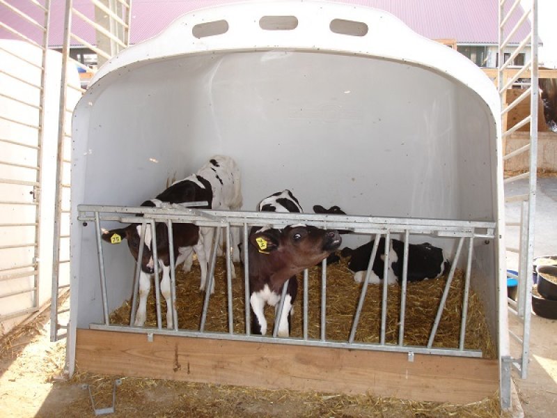 Uzbekistan, DFP 500 cows