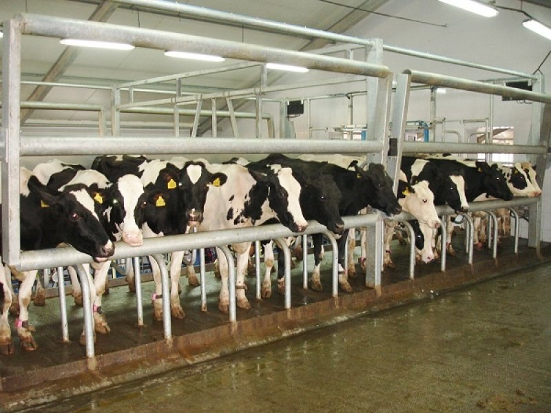 Uzbekistan, DFP 500 cows