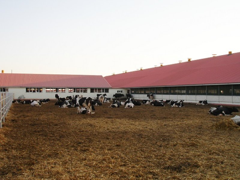 Uzbekistan, DFP 500 cows