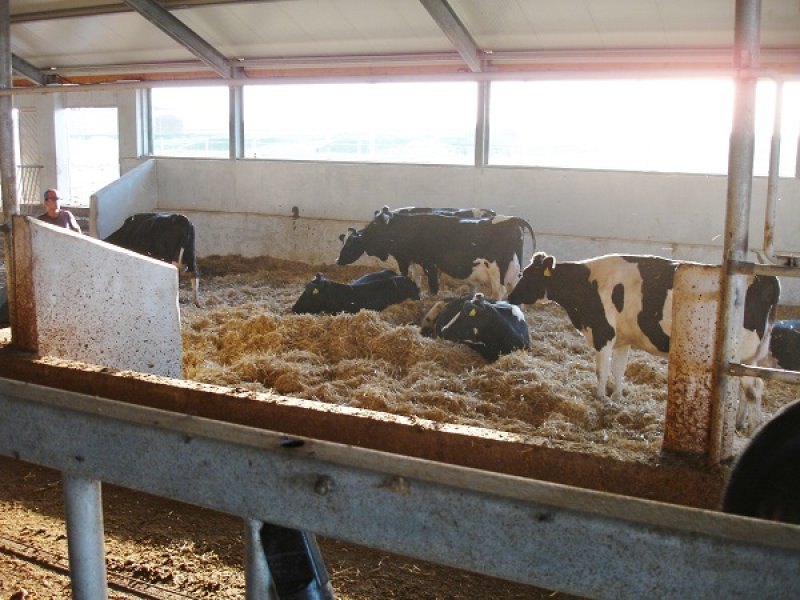 Uzbekistan, DFP 500 cows