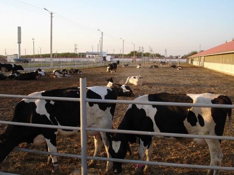 Uzbekistan, DFP 500 cows