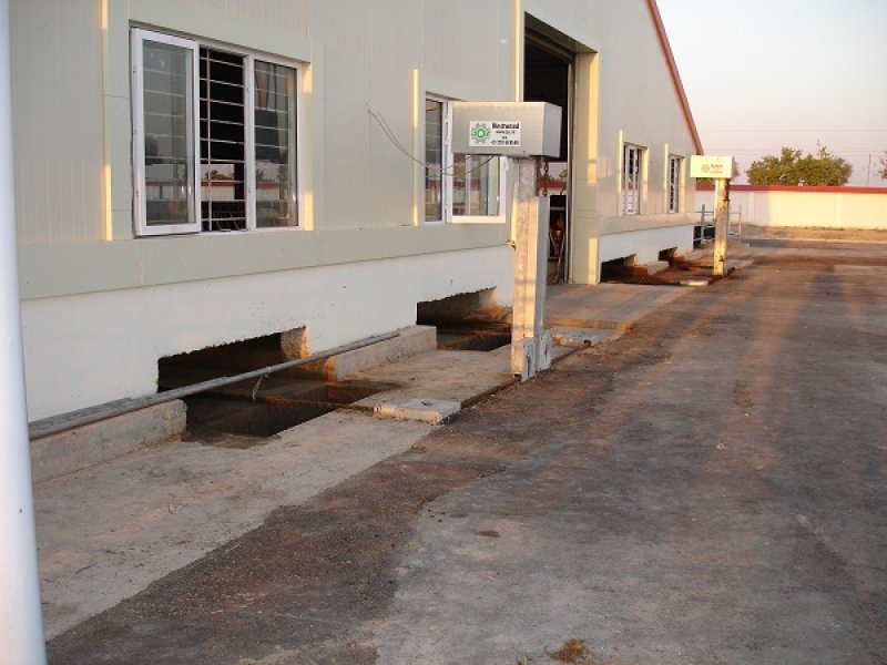 Uzbekistan, DFP 500 cows