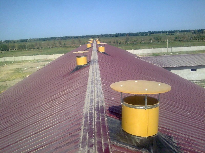 Uzbekistan, DFP 110 cows