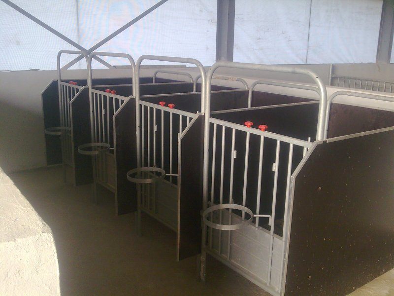 Uzbekistan, DFP 110 cows