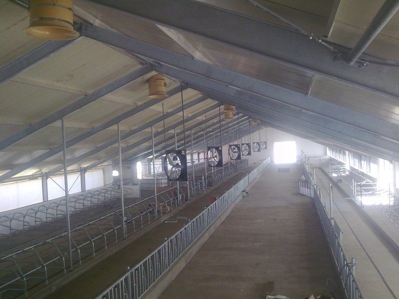 Uzbekistan, DFP 110 cows