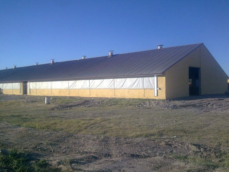 Uzbekistan, DFP 110 cows