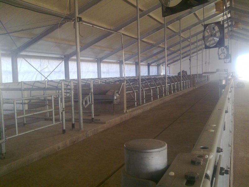 Uzbekistan, DFP 110 cows