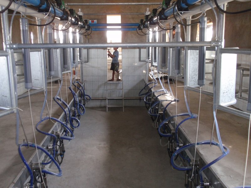 Uzbekistan, DFP 110 cows