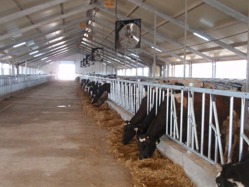 Uzbekistan, DFP 110 cows