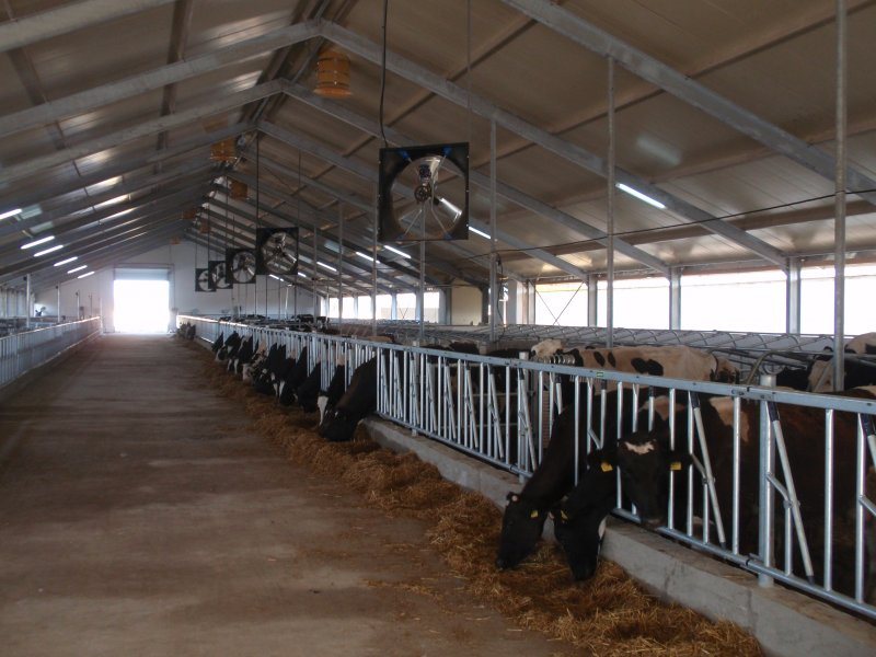 Uzbekistan, DFP 110 cows